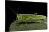 Tettigonia Viridissima (Great Green Bush-Cricket) - Female-Paul Starosta-Stretched Canvas