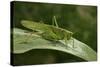 Tettigonia Viridissima (Great Green Bush-Cricket) - Female-Paul Starosta-Stretched Canvas