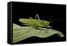 Tettigonia Viridissima (Great Green Bush-Cricket) - Female-Paul Starosta-Framed Stretched Canvas