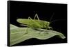 Tettigonia Viridissima (Great Green Bush-Cricket) - Female-Paul Starosta-Framed Stretched Canvas