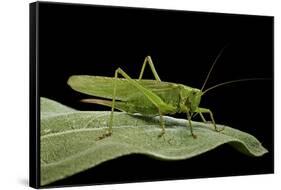 Tettigonia Viridissima (Great Green Bush-Cricket) - Female-Paul Starosta-Framed Stretched Canvas