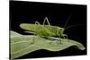 Tettigonia Viridissima (Great Green Bush-Cricket) - Female-Paul Starosta-Stretched Canvas
