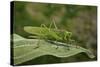 Tettigonia Viridissima (Great Green Bush-Cricket) - Female-Paul Starosta-Stretched Canvas