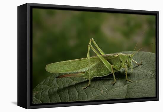 Tettigonia Viridissima (Great Green Bush-Cricket) - Female-Paul Starosta-Framed Stretched Canvas