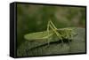 Tettigonia Viridissima (Great Green Bush-Cricket) - Female-Paul Starosta-Framed Stretched Canvas