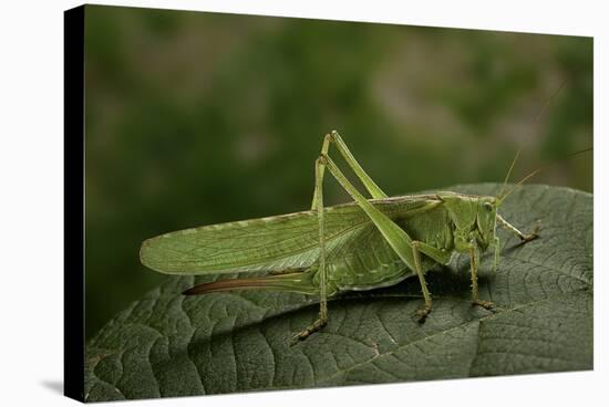 Tettigonia Viridissima (Great Green Bush-Cricket) - Female-Paul Starosta-Stretched Canvas