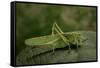 Tettigonia Viridissima (Great Green Bush-Cricket) - Female-Paul Starosta-Framed Stretched Canvas