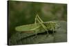 Tettigonia Viridissima (Great Green Bush-Cricket) - Female-Paul Starosta-Stretched Canvas