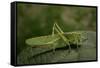 Tettigonia Viridissima (Great Green Bush-Cricket) - Female-Paul Starosta-Framed Stretched Canvas