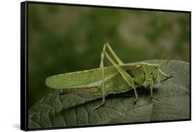 Tettigonia Viridissima (Great Green Bush-Cricket) - Female-Paul Starosta-Framed Stretched Canvas