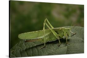 Tettigonia Viridissima (Great Green Bush-Cricket) - Female-Paul Starosta-Stretched Canvas