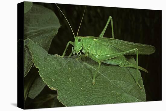 Tettigonia Viridissima (Great Green Bush-Cricket) - Female-Paul Starosta-Stretched Canvas