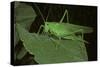 Tettigonia Viridissima (Great Green Bush-Cricket) - Female-Paul Starosta-Stretched Canvas