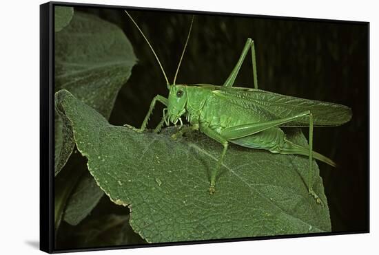 Tettigonia Viridissima (Great Green Bush-Cricket) - Female-Paul Starosta-Framed Stretched Canvas