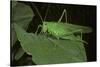 Tettigonia Viridissima (Great Green Bush-Cricket) - Female-Paul Starosta-Stretched Canvas