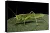 Tettigonia Viridissima (Great Green Bush-Cricket) - Female-Paul Starosta-Stretched Canvas