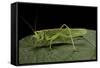 Tettigonia Viridissima (Great Green Bush-Cricket) - Female-Paul Starosta-Framed Stretched Canvas