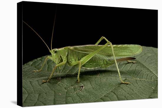 Tettigonia Viridissima (Great Green Bush-Cricket) - Female-Paul Starosta-Stretched Canvas