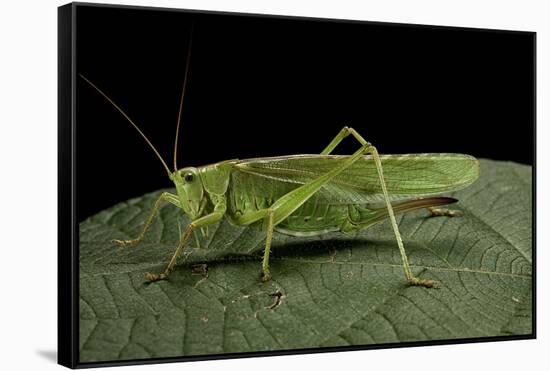 Tettigonia Viridissima (Great Green Bush-Cricket) - Female-Paul Starosta-Framed Stretched Canvas