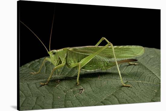 Tettigonia Viridissima (Great Green Bush-Cricket) - Female-Paul Starosta-Stretched Canvas