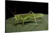 Tettigonia Viridissima (Great Green Bush-Cricket) - Female-Paul Starosta-Stretched Canvas