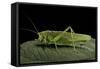 Tettigonia Viridissima (Great Green Bush-Cricket) - Female-Paul Starosta-Framed Stretched Canvas