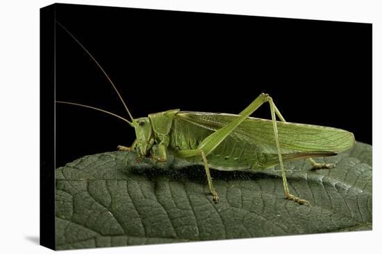 Tettigonia Viridissima (Great Green Bush-Cricket) - Female-Paul Starosta-Stretched Canvas