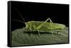 Tettigonia Viridissima (Great Green Bush-Cricket) - Female-Paul Starosta-Framed Stretched Canvas