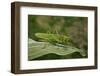 Tettigonia Viridissima (Great Green Bush-Cricket) - Female-Paul Starosta-Framed Photographic Print