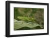 Tettigonia Viridissima (Great Green Bush-Cricket) - Female-Paul Starosta-Framed Photographic Print