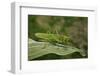 Tettigonia Viridissima (Great Green Bush-Cricket) - Female-Paul Starosta-Framed Photographic Print