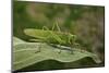 Tettigonia Viridissima (Great Green Bush-Cricket) - Female-Paul Starosta-Mounted Photographic Print