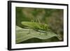 Tettigonia Viridissima (Great Green Bush-Cricket) - Female-Paul Starosta-Framed Photographic Print