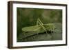 Tettigonia Viridissima (Great Green Bush-Cricket) - Female-Paul Starosta-Framed Photographic Print