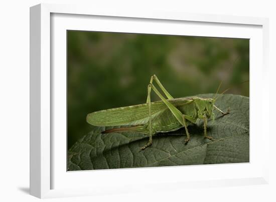 Tettigonia Viridissima (Great Green Bush-Cricket) - Female-Paul Starosta-Framed Photographic Print