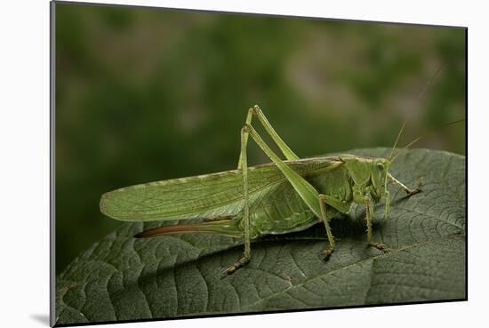 Tettigonia Viridissima (Great Green Bush-Cricket) - Female-Paul Starosta-Mounted Photographic Print