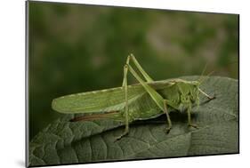 Tettigonia Viridissima (Great Green Bush-Cricket) - Female-Paul Starosta-Mounted Photographic Print