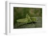 Tettigonia Viridissima (Great Green Bush-Cricket) - Female-Paul Starosta-Framed Photographic Print