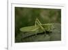 Tettigonia Viridissima (Great Green Bush-Cricket) - Female-Paul Starosta-Framed Photographic Print