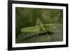 Tettigonia Viridissima (Great Green Bush-Cricket) - Female-Paul Starosta-Framed Photographic Print