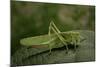 Tettigonia Viridissima (Great Green Bush-Cricket) - Female-Paul Starosta-Mounted Photographic Print