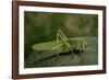 Tettigonia Viridissima (Great Green Bush-Cricket) - Female-Paul Starosta-Framed Photographic Print