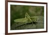 Tettigonia Viridissima (Great Green Bush-Cricket) - Female-Paul Starosta-Framed Photographic Print