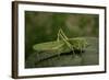 Tettigonia Viridissima (Great Green Bush-Cricket) - Female-Paul Starosta-Framed Photographic Print