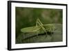 Tettigonia Viridissima (Great Green Bush-Cricket) - Female-Paul Starosta-Framed Photographic Print