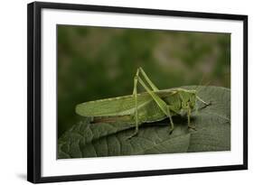 Tettigonia Viridissima (Great Green Bush-Cricket) - Female-Paul Starosta-Framed Photographic Print