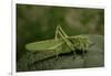 Tettigonia Viridissima (Great Green Bush-Cricket) - Female-Paul Starosta-Framed Photographic Print