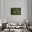 Tettigonia Viridissima (Great Green Bush-Cricket) - Female-Paul Starosta-Framed Photographic Print displayed on a wall