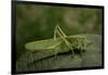 Tettigonia Viridissima (Great Green Bush-Cricket) - Female-Paul Starosta-Framed Photographic Print