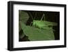 Tettigonia Viridissima (Great Green Bush-Cricket) - Female-Paul Starosta-Framed Photographic Print